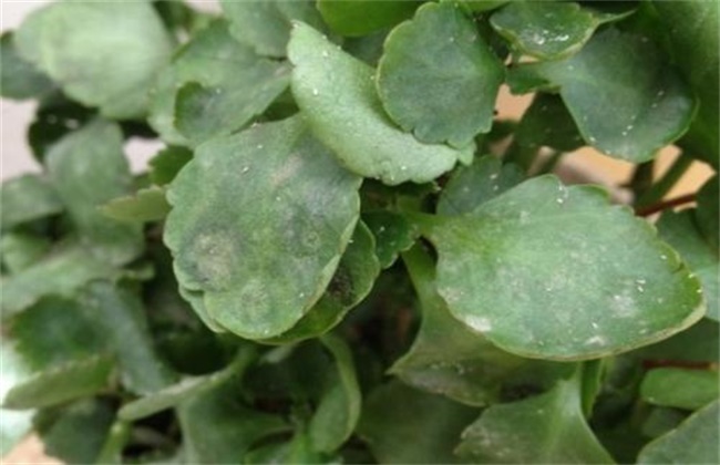 Causes of softening of Yushu leaves and its control methods