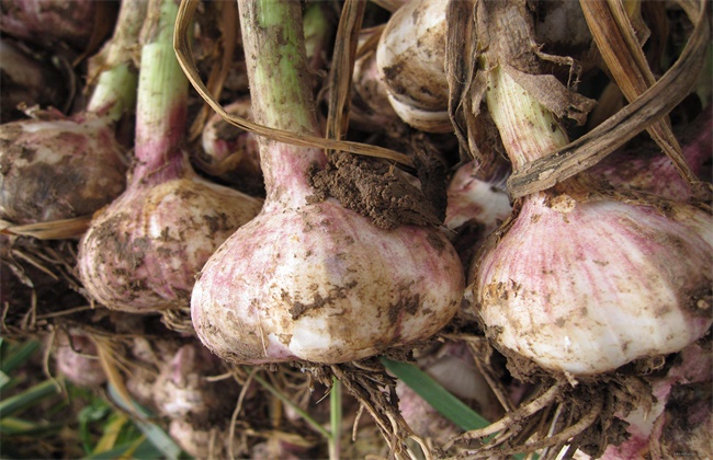 Causes of degradation of purple garlic and its control measures