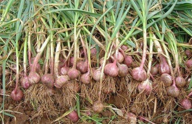 How to grow purple garlic? High-yield cultivation techniques of Purple skin garlic