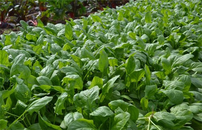 When will autumn spinach be planted? Planting time and method of autumn spinach