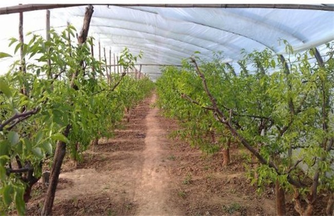 There are several modes of protected cultivation of fruit trees.