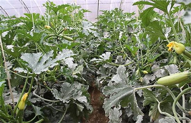 High-yield cultivation techniques of zucchini in autumn