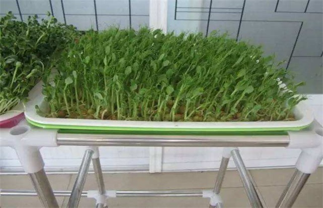 Planting methods of pea sprouts