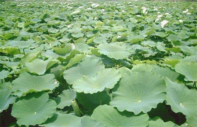 What is the harm of continuous cropping of lotus root