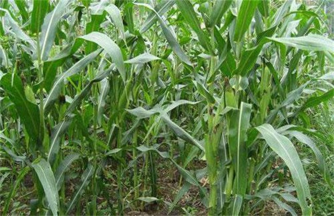 How to manage the filling period of corn? Key points of Maize filling period Management