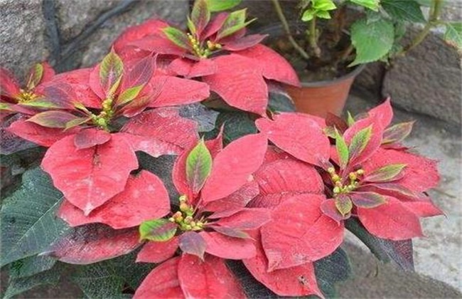 The reason why the leaves of poinsettia are not red and its solutions