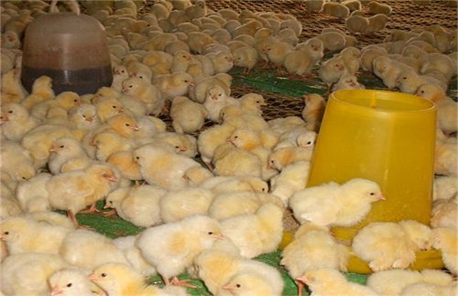 How to raise broilers well? Key points of feeding and management of broilers