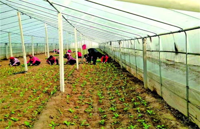 Planting and management skills of baby vegetables in greenhouse