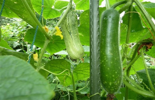 How to improve the fruit setting rate of wax gourd