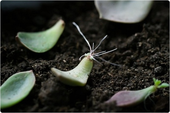 Leaf insertion technique of succulent plants, leaf insertion is not so simple.