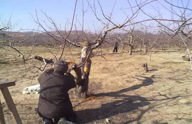 The method of scraping fruit trees in winter