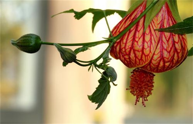 What is the reason for the wilting of lantern leaves? Remedial measures for the leaves of lantern flowers