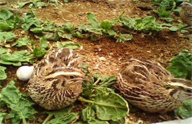 Reasons for low egg production of quail