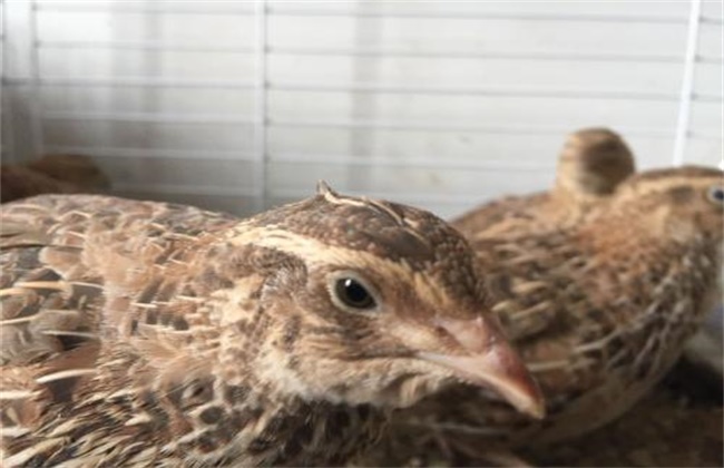 Causes and control measures of quail pecking disease