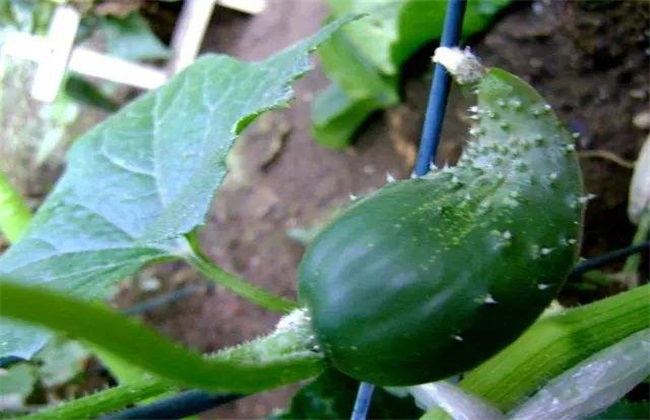 Cucumber, sharp-billed melon, what's going on?