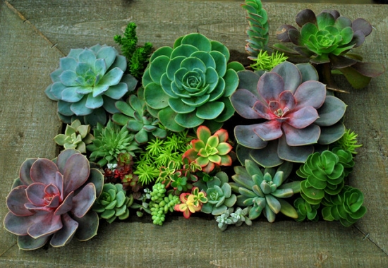 Spring and autumn are the most suitable seasons for planting succulent plants.