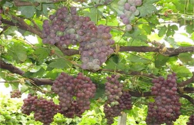 Control measures of Grape Botrytis cinerea