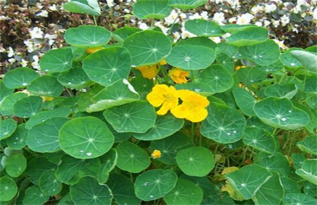 What is the yellowing of the leaves of Clematis paniculata?