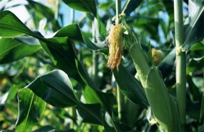 How is corn artificially pollinated? Artificial pollination method of corn