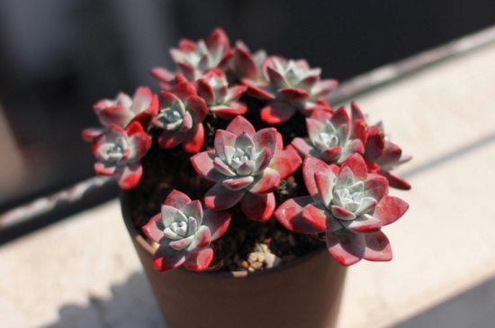 Sowing knowledge of succulent plants, including soil cultivation, germination rate and survival rate of succulent plants