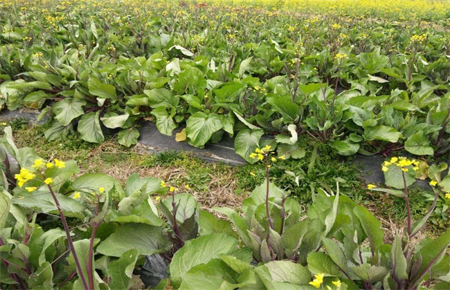 High-yield planting techniques of red cabbage moss