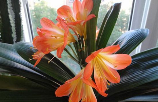 Clivia long spots and yellow how to do? causes and solutions