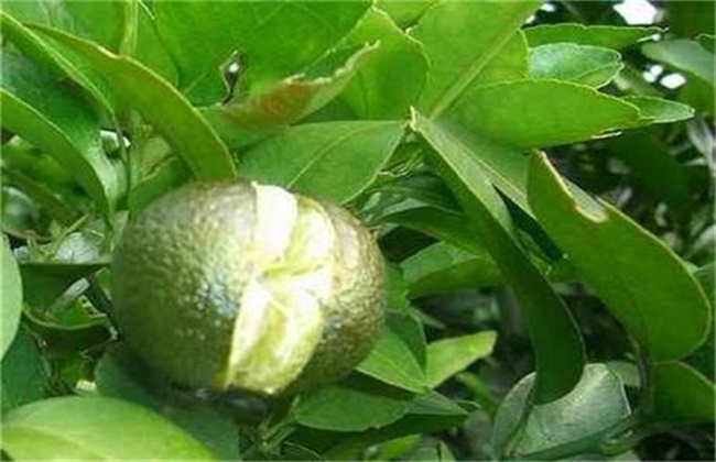 Causes of fruit cracking of sugar orange and its control methods