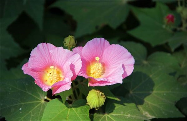 Why do hibiscus flowers change color?