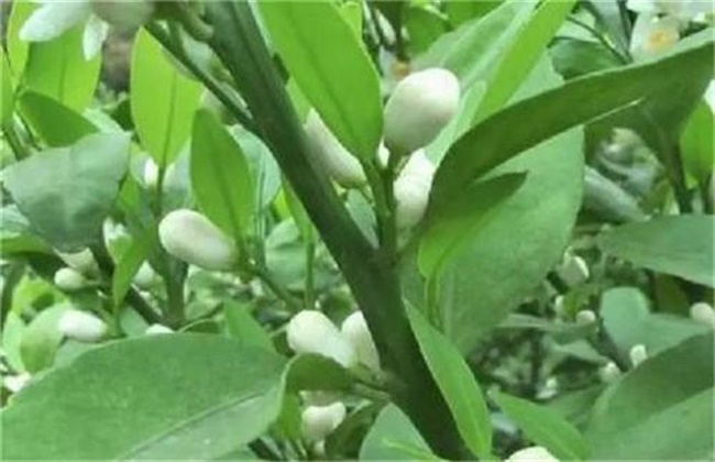 Measures and methods of promoting Flower of Citrus mandarin