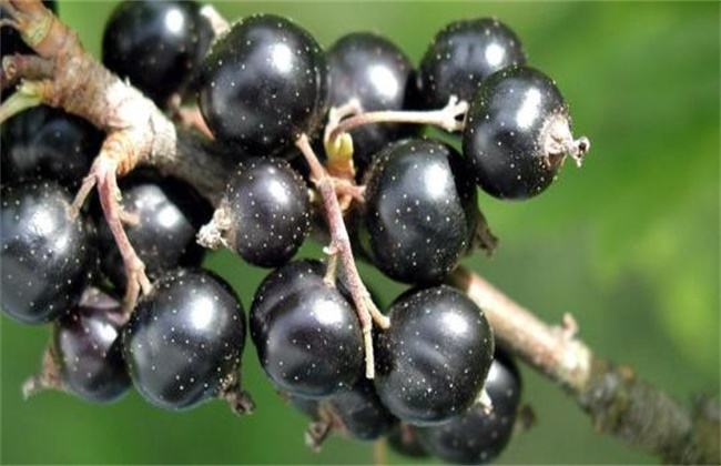 How to plant blackcurrant for beginners