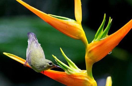 Breeding methods and pest control knowledge of potted flowers and birds of paradise