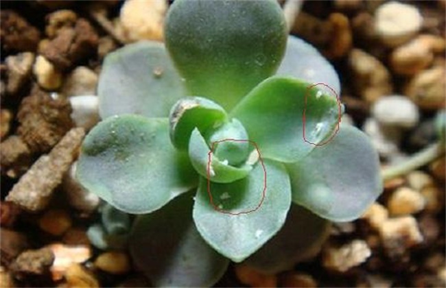 How to deal with succulent white worms