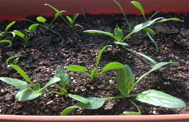 How to improve the emergence rate of autumn spinach