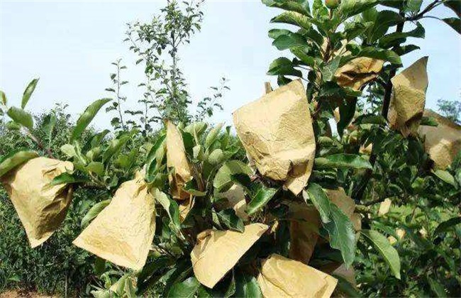 When is the right time for apples to be bagged?