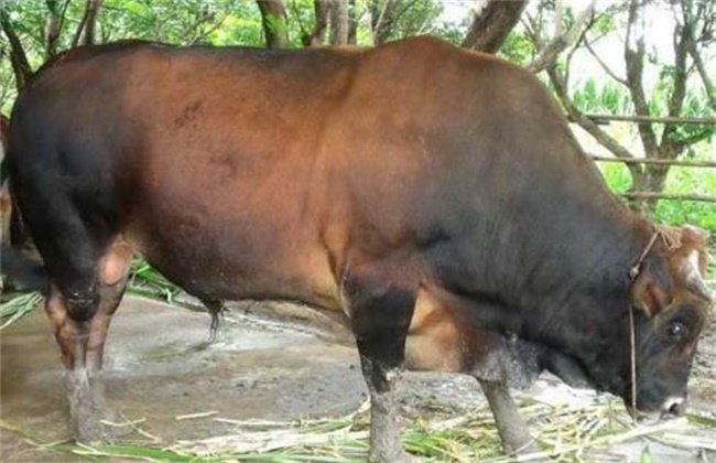 Mating time and points for attention of cows