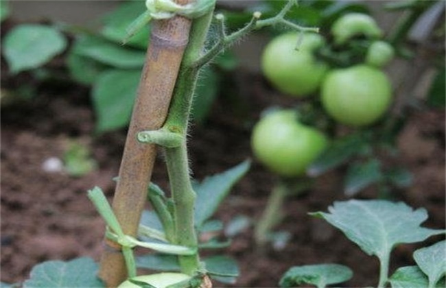 What are the benefits of picking leaves from tomatoes