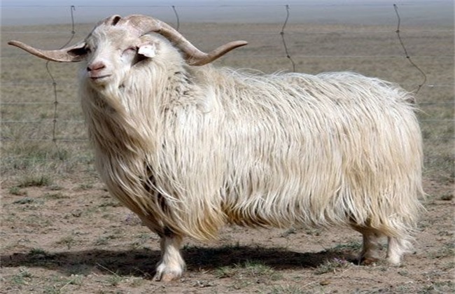 What is the reason for goat depilation?