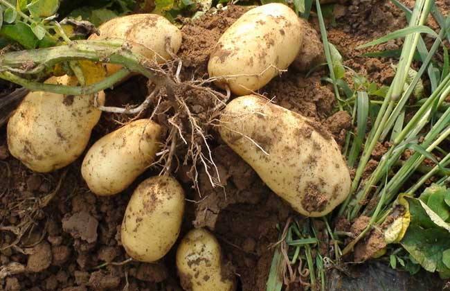 Causes of little or no tuber formation of potato and preventive measures