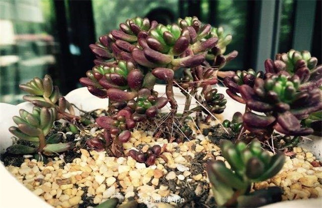 What should the rainbow jade grow gas root do?