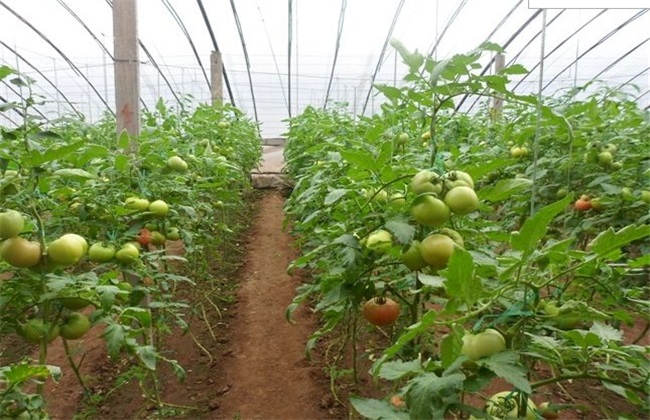 How to grow tomatoes in the greenhouse? Planting techniques of Tomato in greenhouse