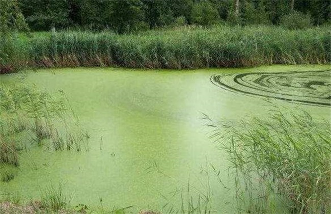 Methods and techniques of fish culture in ponds