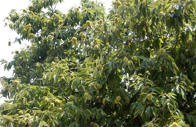 Key points of fertilization techniques for chestnut