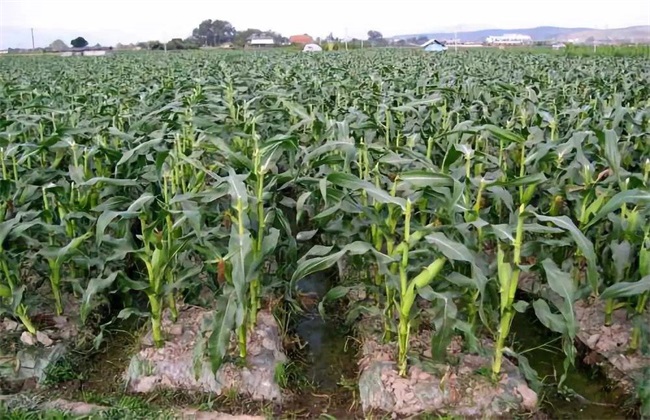 What if corn is greedy for green and late ripening?