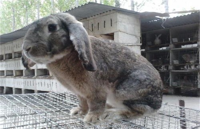 Breeding Technique of Ram Rabbit