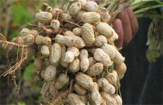 When will the peanuts ripen? A sign of peanut maturity.