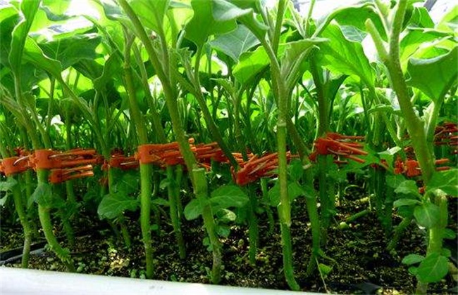 Management techniques of grafted eggplant seedlings