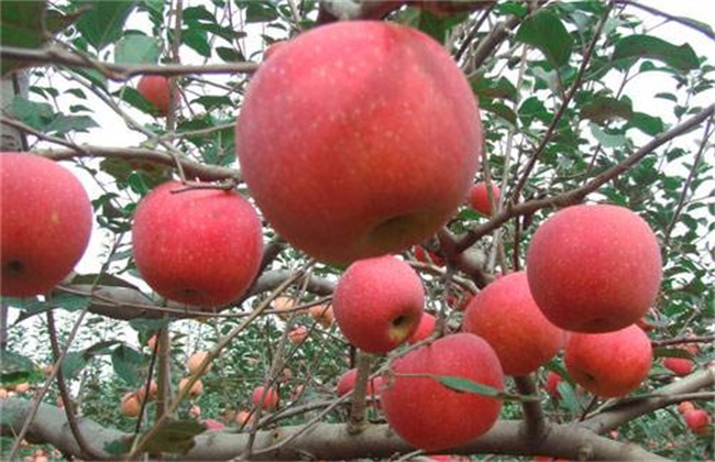 How to re-cut apple trees before blossoming? Pre-flowering re-pruning technique of Apple trees