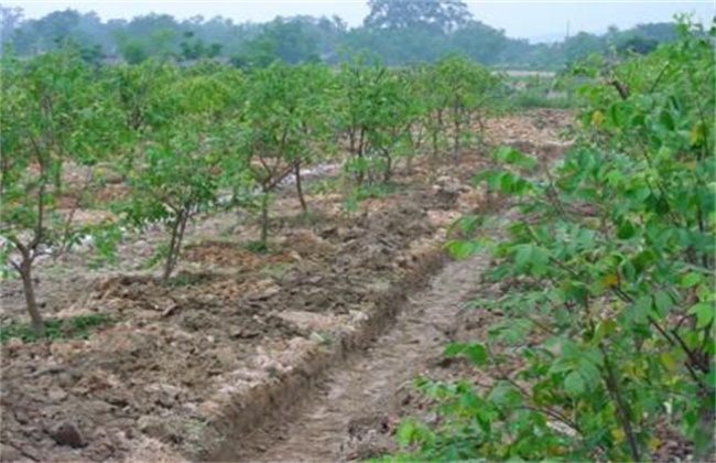 How is the soil consolidation in the orchard caused?