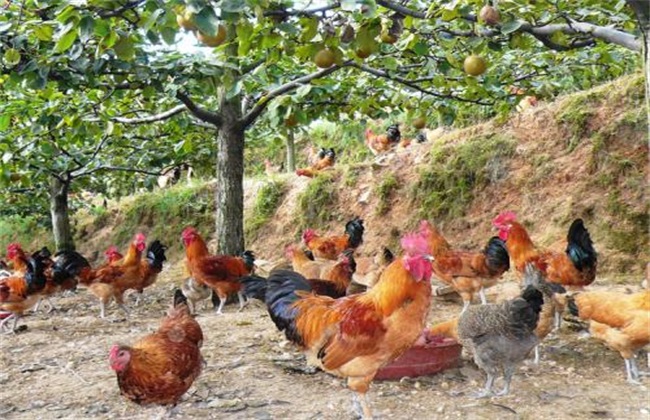 Common problems in ecological chicken farming