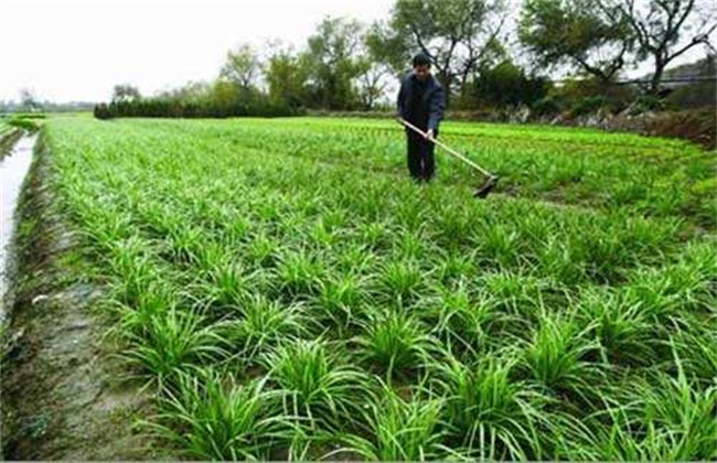 What if the leek grows thinner and thinner?